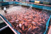 هیچ مجوزی برای پرورش ماهی تیلاپیا در کرمانشاه صادر نشده است