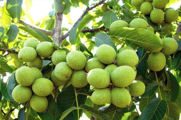 برداشت 12 تن گردو از یک هکتار با کاشت این نهال