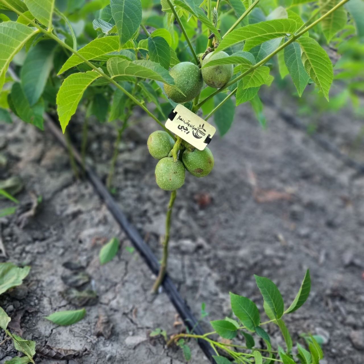 برداشت 12 تن گردو از یک هکتار با کاشت این نهال