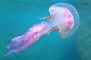 ببینید | شنای زیبای عروس دریایی در آب‌های مرجانی کیش
