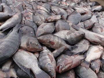 پرورش ماهیان مهاجم در کرمانشاه ممنوع است