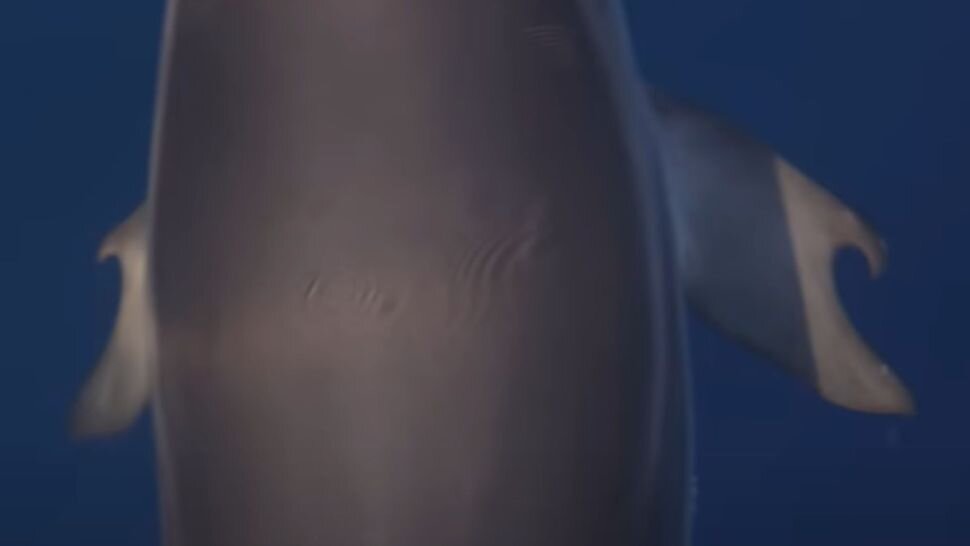 کشف دلفین بسیار کمیاب که مثل انسان انگشت دارد/ عکس