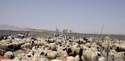 دام زنده باز هم گران شد/ آخرین قیمت گوشت گوسفندی چند؟