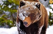 ببینید | ابهت دیدنی خرس قهوه‌ای در میان برف زمستانه