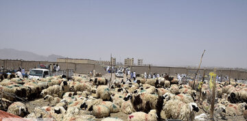 قیمت گوسفند زنده امروز 8 تیر 1403/ این استان ارزان‌ترین گوسفند زنده را دارد