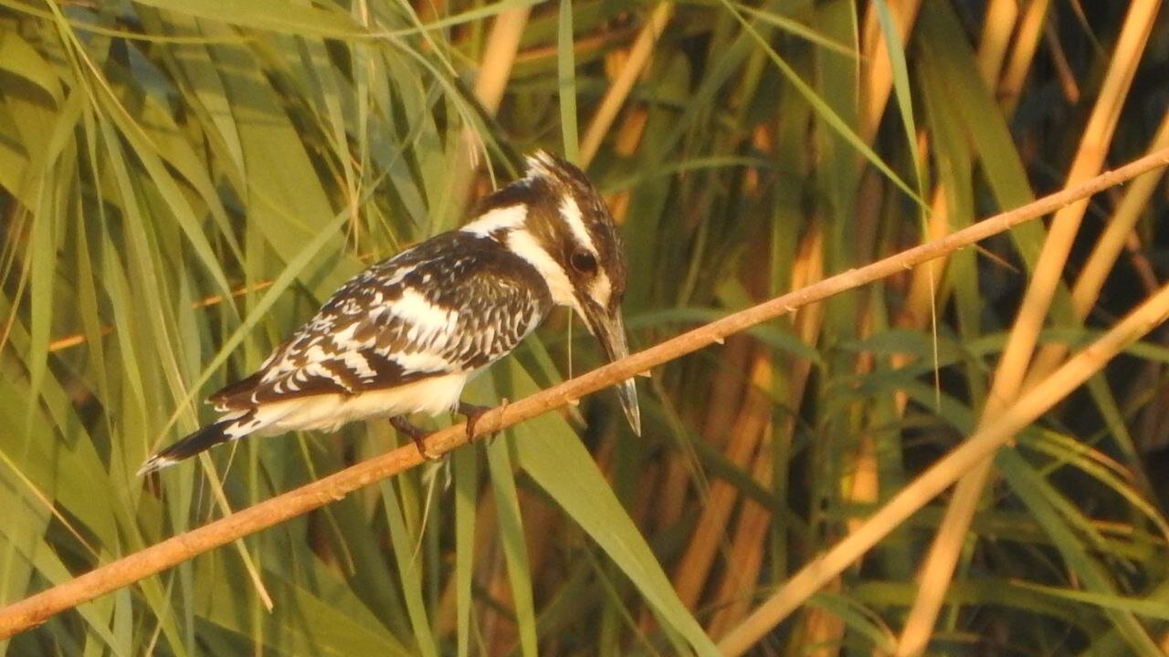 «در پناه نیزار» درباره پرندگان ساکن نیزار/ صداقت در مستندها کم شده است