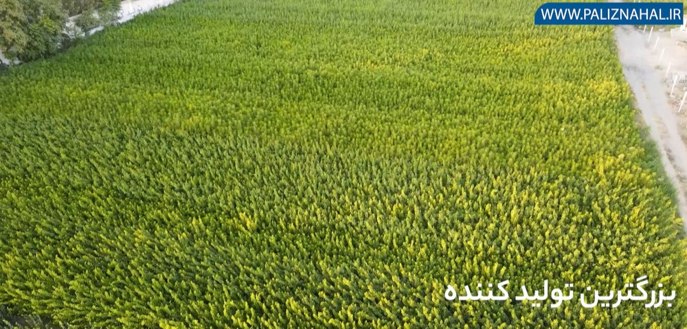 قطب تولید نهال در کشور را بشناسید