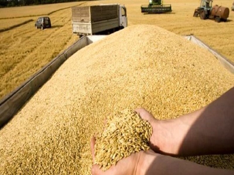 - تأمین ١٠٠ درصدی هسته‌های بذری گندم کشاورزان کرمانشاه