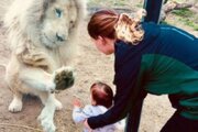 ببینید | واکنش جالب یک شیر به تلاش یک کودک کوچک برای بغل کردنش!