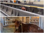 ببینید | ویدیوی جدید از گاو فراری روی ریل مترو در نیوجرسی