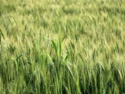 پویش استانی «قرارداد خرید گندم در قالب طرح کشاورزی قراردادی» برگزار شد