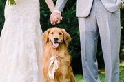 ببینید | به سرپرستی گرفتن سگ مجروح در عروسی توسط عروس و داماد!