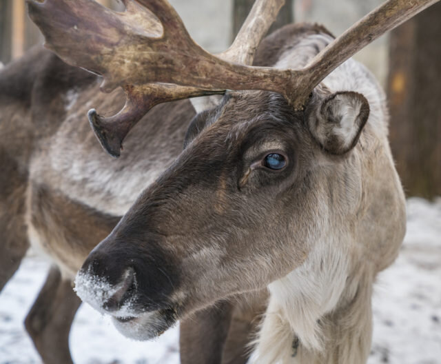 راز ارزشمندی که پس پرده چشمهای زیبای گوزن شمالی است!/ عکس