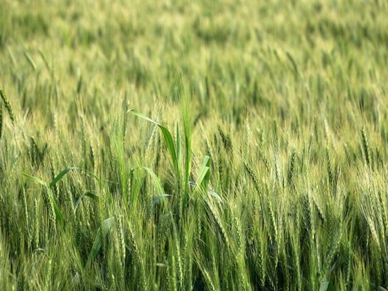 - پویش استانی «قرارداد خرید گندم در قالب طرح کشاورزی قراردادی» برگزار شد
