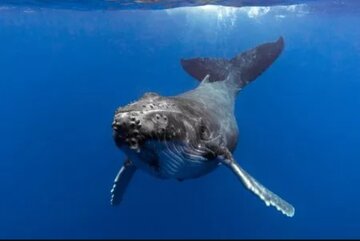 با نهنگ گوژپشت حرف بزنید!