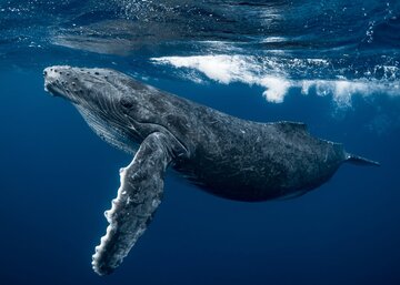 با نهنگ گوژپشت حرف بزنید!