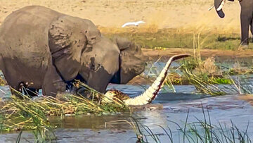 حمله شجاعانه فیل به کروکودیل غول‌پیکر/ عکس