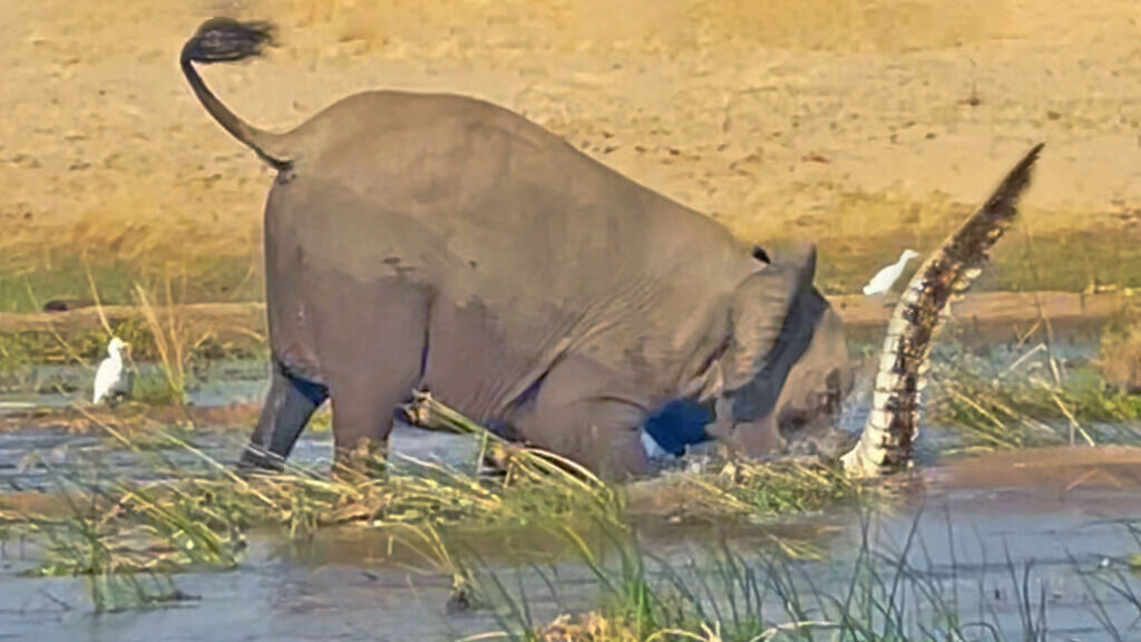 حمله وحشیانه فیل به کروکودیل/ شکارچی ترسناک له شد/ عکس