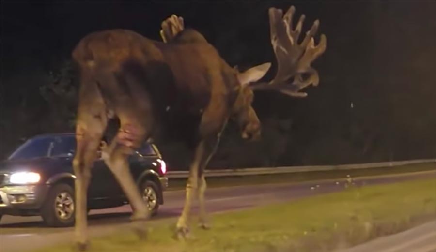 این گوزن همقد یک ساختمان است!/ عکس