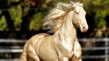 فیلم l این اسب ترکمان زیباترین در دنیا لقب گرفت!