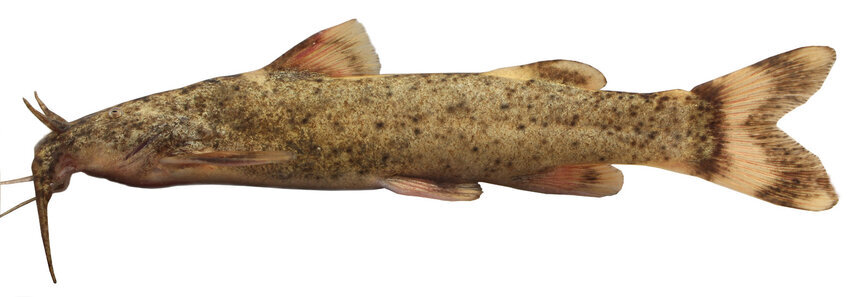 تفنگدار دریایی پرآوازه آبهای ایران!/ عکس