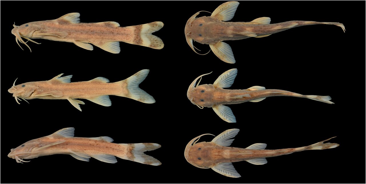 تفنگدار دریایی پرآوازه آبهای ایران!/ عکس