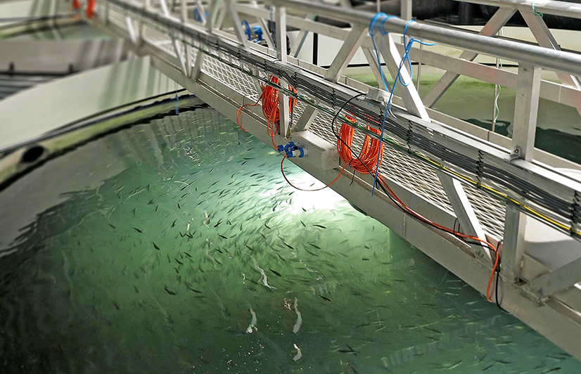 نکاتی در مورد تصفیه آب صنعتی در پرورش ماهی