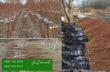 فروش عمده انواع نهال، نصف قیمت پارسال به همراه ارسال رایگان