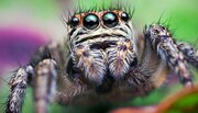 عکس | شکار عنکبوتی با ۴ چشم درشت!
