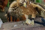 ببینید | دقت عقاب مادر در غذا دادن به جوجه‌اش