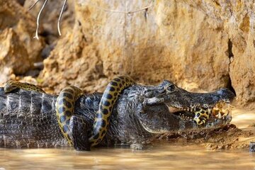 عکس | مبارزه تن‌به‌تن یک مار آناکوندا با تمساح درشت‌هیکل
