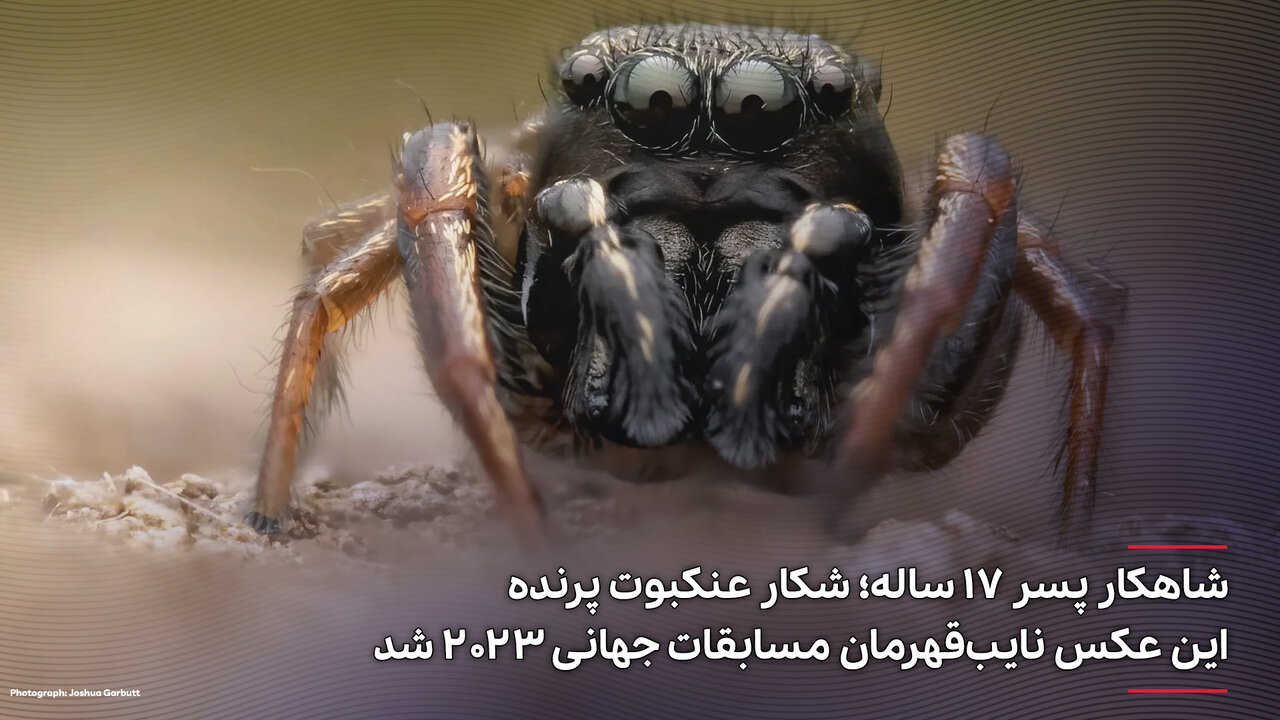 عکس | شکار عنکبوتی با ۴ چشم درشت!