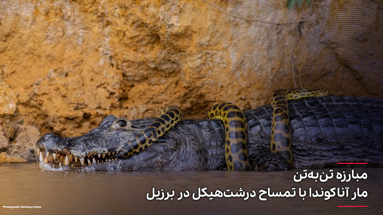عکس | مبارزه تنبهتن یک مار آناکوندا با تمساح درشتهیکل