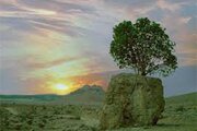 ببینید | معجزه طبیعت؛ رویش درخت از دل تخته سنگ در استان فارس