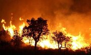 ببینید | تالاب لاهیجان دچار آتش‌سوزی شد
