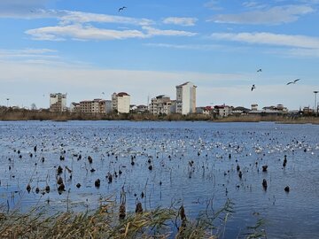 تالاب بوجاق میزبان بیش از ۱۵ هزار پرنده مهاجر