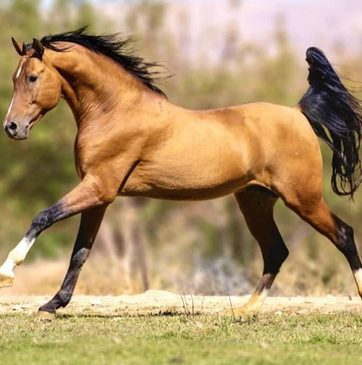 زیباترین اسب ایرانی که دست پرورده عشایر است!/ عکس