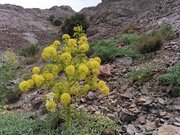 کشت گیاه دارویی «آنغوزه» در ٣٠٠ هکتار از اراضی کرمانشاه