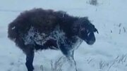 ببینید | تصاویر باورنکردنی از یخ زدن حیوانات در سرمای ۵۶- درجه قزاقستان