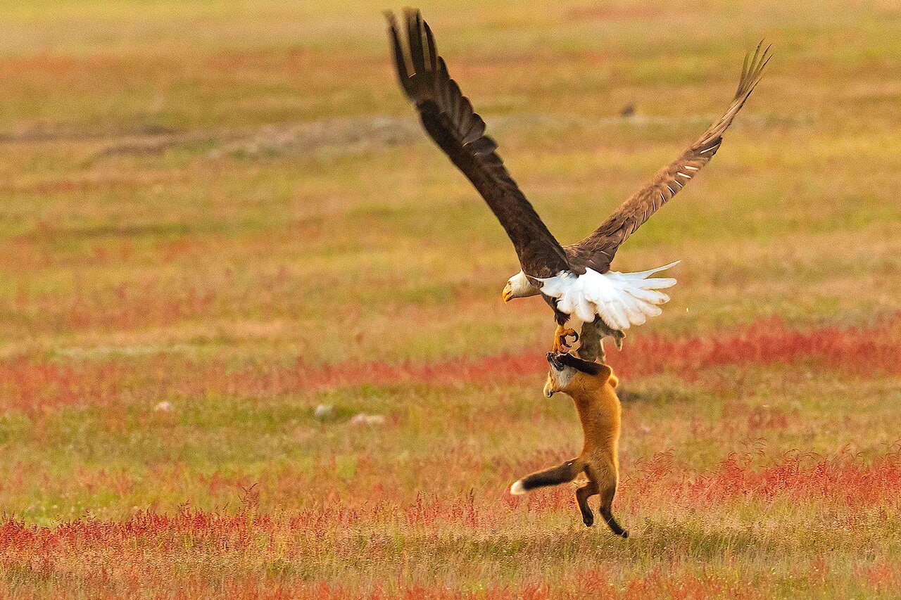 عقاب سرسفیدطعمه‌ روباه را در یک چشم به هم زدن با چنگال‌های قدرتمندش...