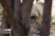 تصاویر | حال و هوای زندگی توله «شیر سفید آفریقایی» که در ایران یکساله شد