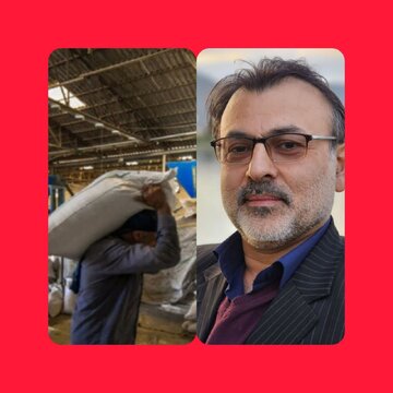 فروش ۳۵۰ هزار تنی برنج تازه گیلان تا پایان سال