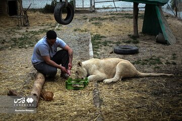 سانا، توله «شیر سفید آفریقایی»