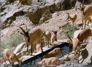 سرشماری زمستانه حیات وحش در ۶ منطقه حفاظت شده استان همدان آغاز شد