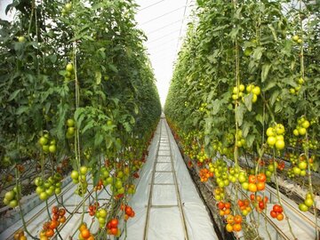 افزایش تولید محصولات گلخانه‌ای خارج از فصل کرمانشاه به ٣٠ هزار تن