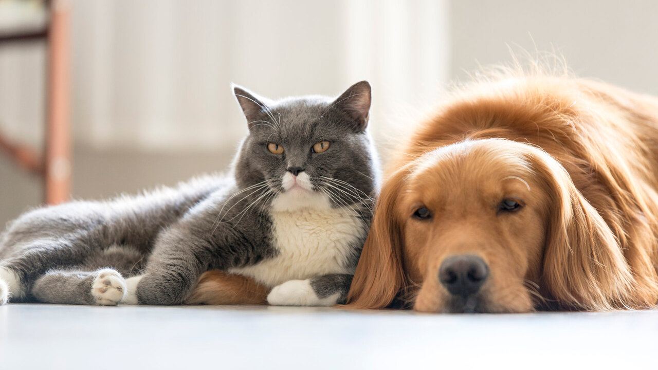 - آنچه باید درباره حساسیت به حیوانات خانگی بدانید/ اگر سگ و گربه دارید به این ۱۰ نکته توجه کنید