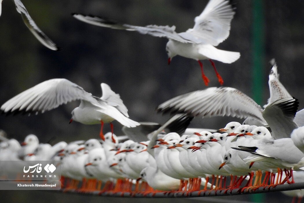 تصاویر خاص از مهاجران سیبری در بندر انزلی