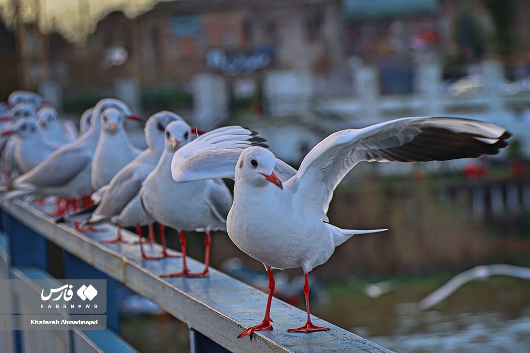 تصاویر خاص از مهاجران سیبری در بندر انزلی