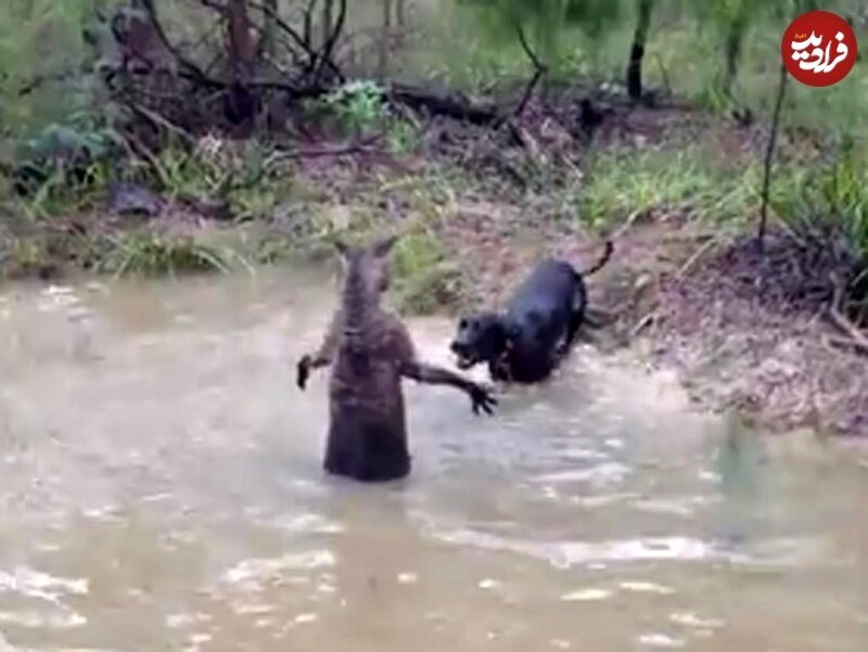 درگیری خونین سگ و کانگورو در آب!/ عکس