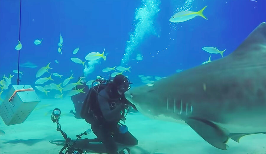 دوستی ۲۳ ساله با کوسه ببری ۴٫۵ متری